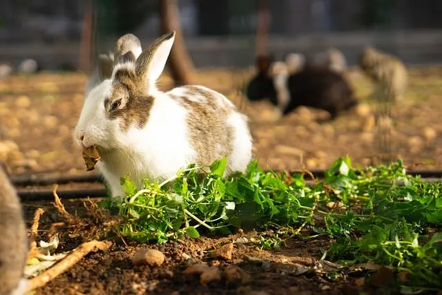 Free Rabbit Nature photo and picture