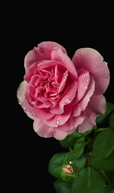 Free Rose Flower photo and picture