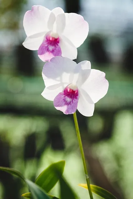 Free Natural Pure photo and picture