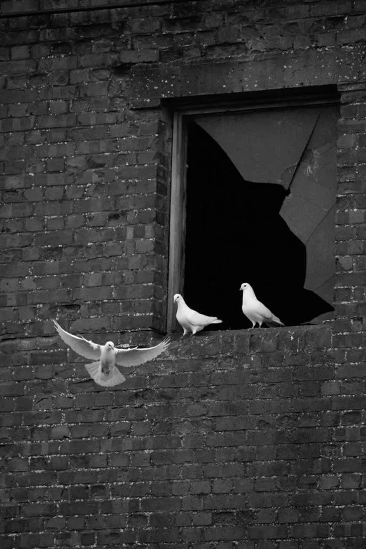 two white birds sitting on the ledge of a brick building looking out an open window