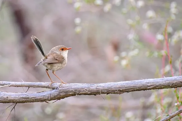 Free Superb Fairywren Fairywren photo and picture
