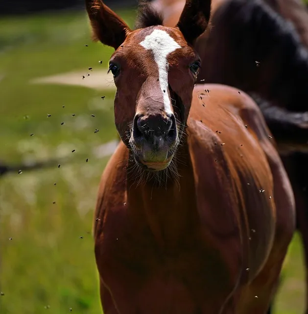 Free Foal Horse photo and picture