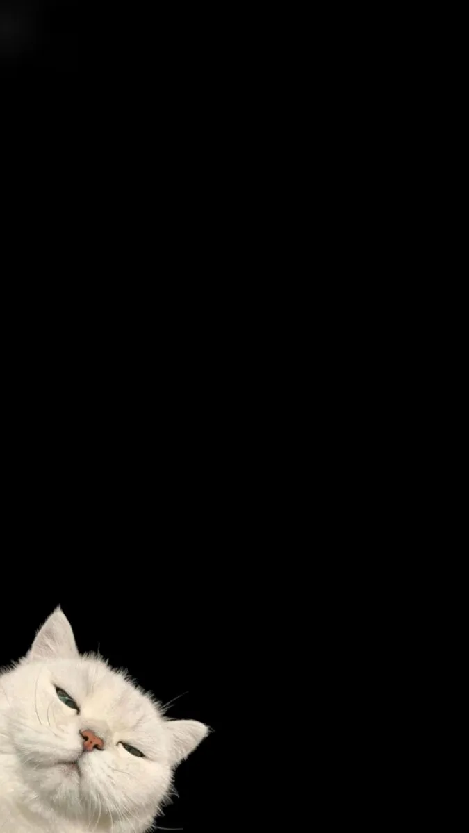 a white cat sitting in front of a black background