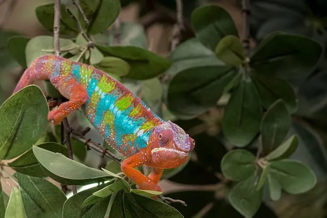 Free Chameleon Nature photo and picture