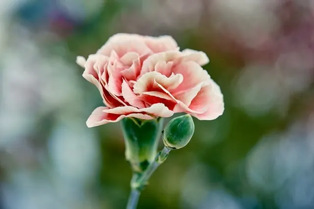 Free Carnation Flower photo and picture