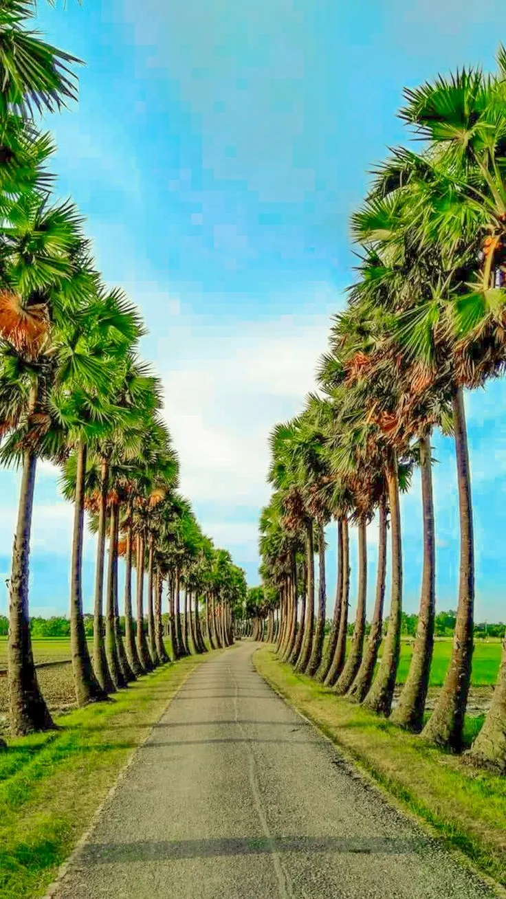 palm trees are lined up along the road