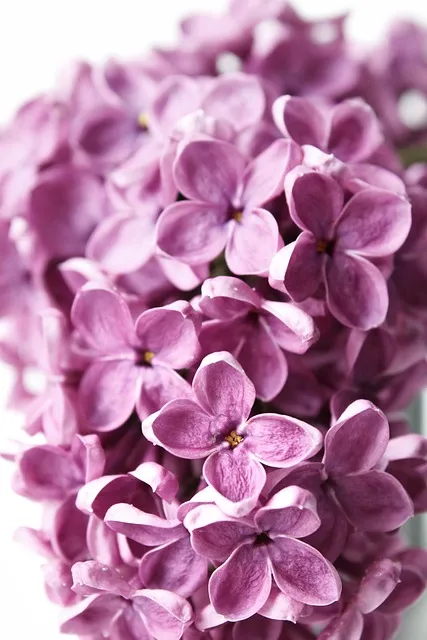 Free Lilac Flowers photo and picture