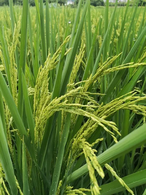 Free Plant Wallpaper photo and picture