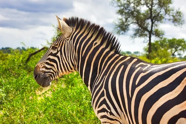 Free Zebra Nature photo and picture
