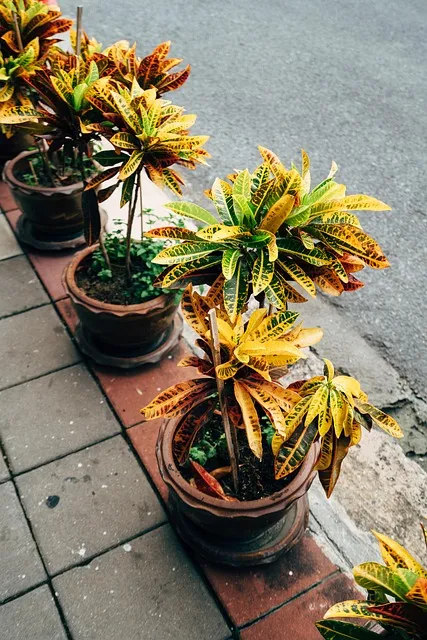 Free Leaves Mobile Wallpaper 4K photo and picture