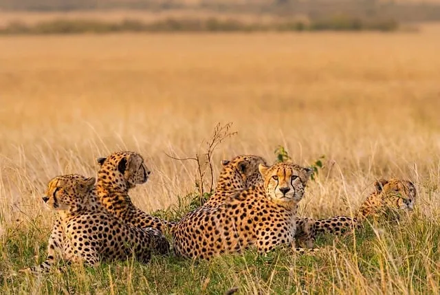 Free Tiger Nature photo and picture