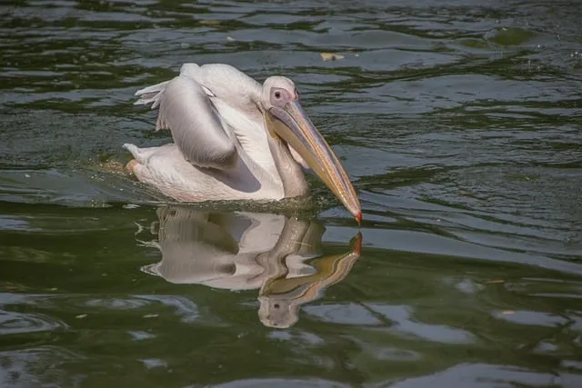 Free Pelican Bird photo and picture