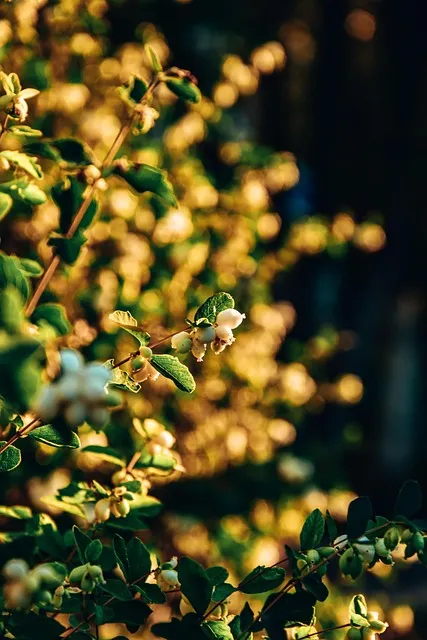 Free Snowberry Beautiful Wallpaper photo and picture