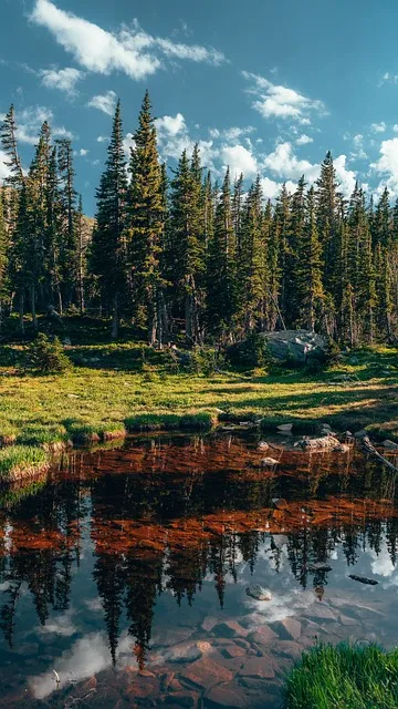 Free Lake Trees photo and picture