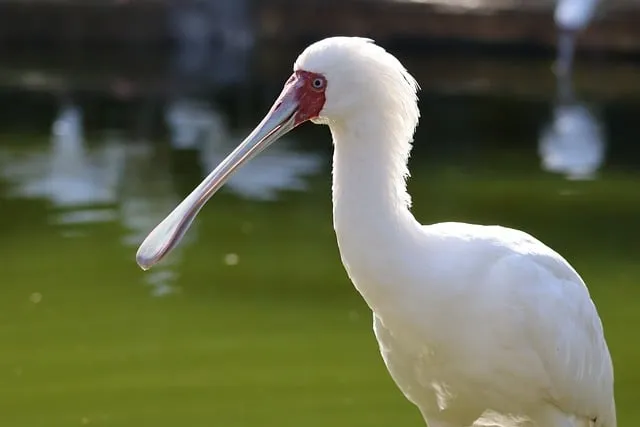 Free Spoonbill Bird photo and picture