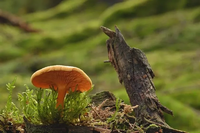 Free Mushroom Forest photo and picture
