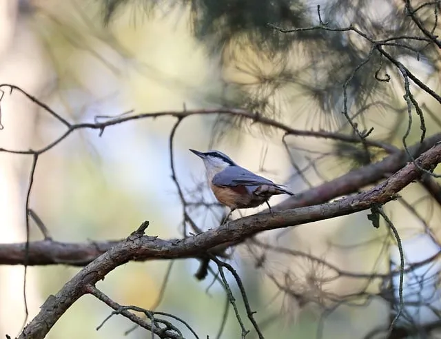 Free Nuthatch Bird photo and picture
