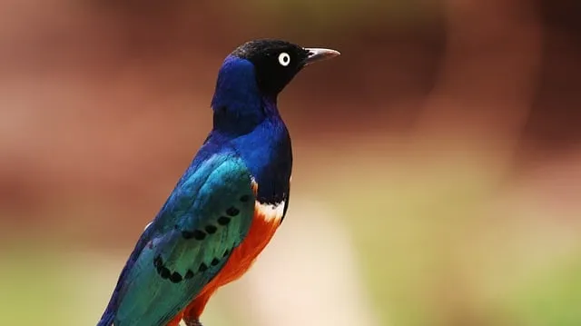 Free Superb Starling Bird photo and picture