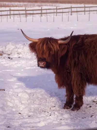 Free Galloway Beef photo and picture