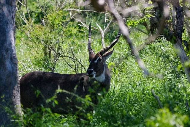 Free Waterbuck Male photo and picture