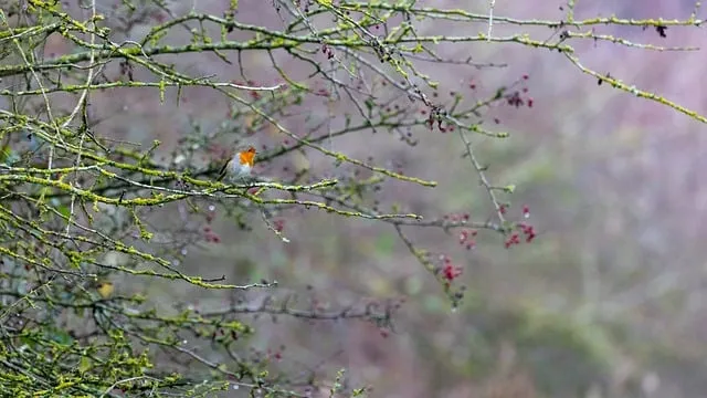 Free Bird Robin photo and picture