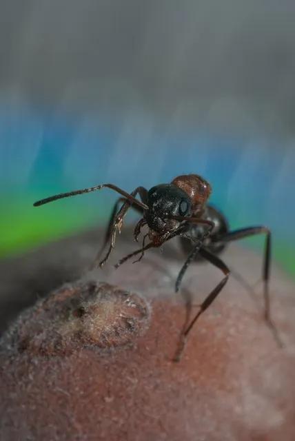 Free Ant Beautiful Wallpaper photo and picture