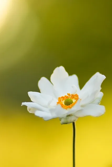 Free Anemone Flower photo and picture