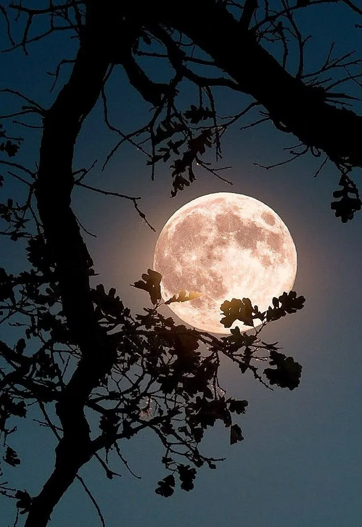 Reblog by @ascoltolelune · 1 image