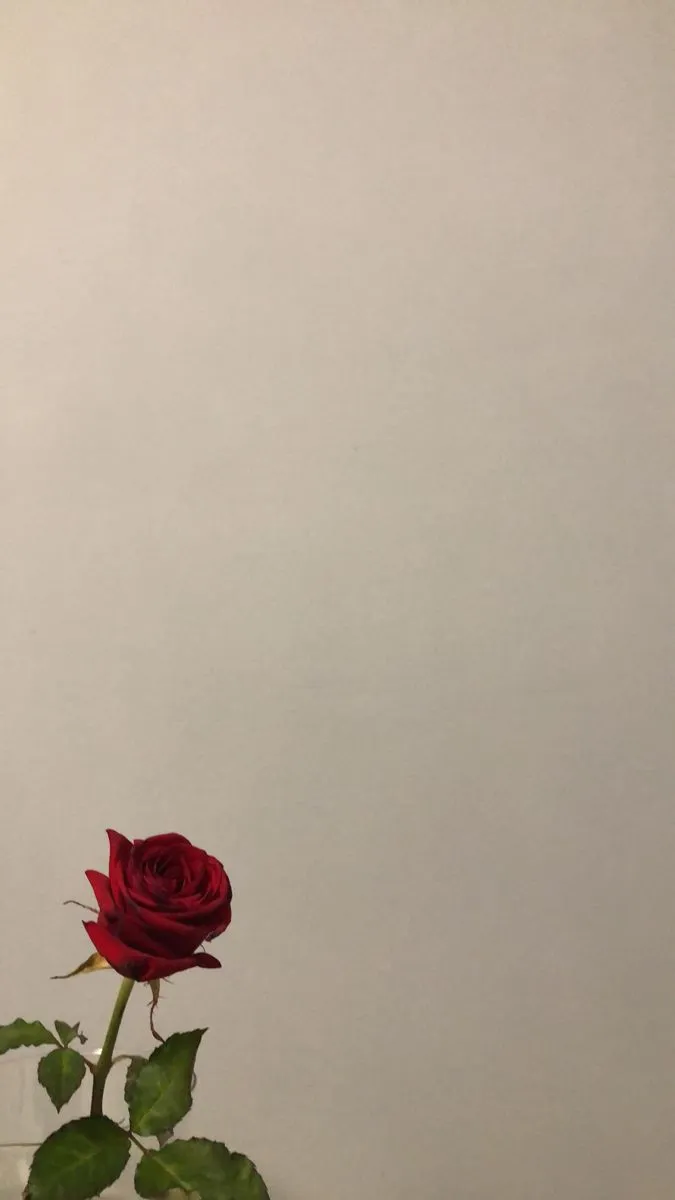 Beautiful rose