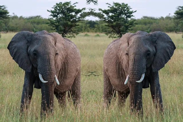 Free Elephant Wilderness photo and picture