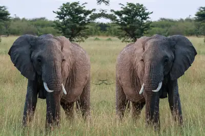 Free Elephant Wilderness photo and picture