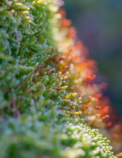 Free Moss Spores photo and picture