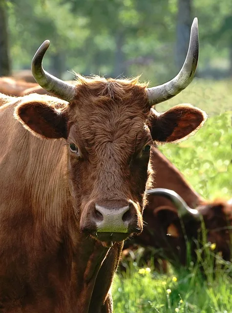 Free Cow Animal photo and picture