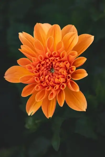 Free Flower Dahlia photo and picture