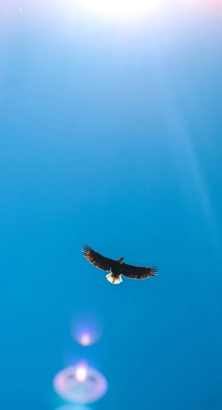 an eagle soaring through the blue sky
