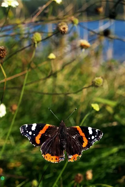 Free Butterfly Lock Screen Wallpaper photo and picture