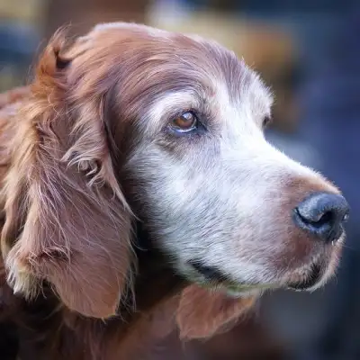 Free Irish Setter Dog photo and picture