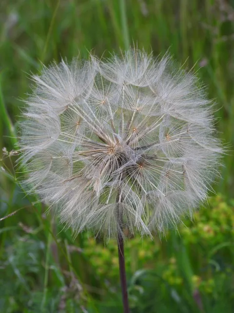 Free Dandelion Meadow photo and picture