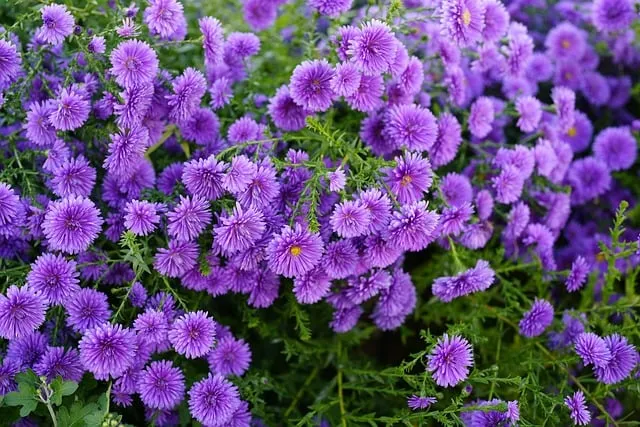 Free Flower Purple photo and picture