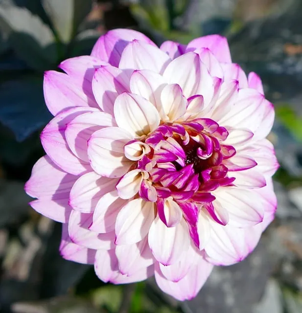Free Dahlia Nature photo and picture