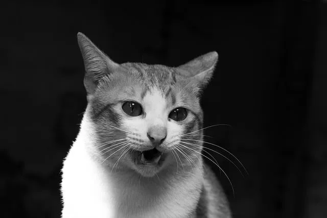 Free Animal Cat photo and picture