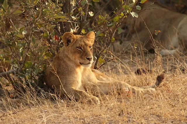 Free Lion Cub photo and picture
