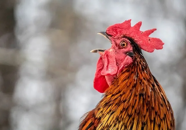 Free Rooster Animal photo and picture