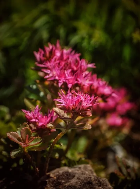 Free Flowers Bloom photo and picture