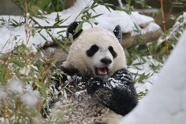 Free Panda Snow photo and picture