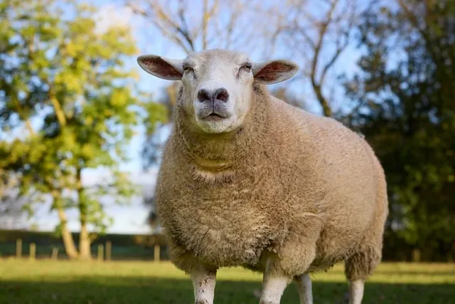Free Sheep Animal photo and picture