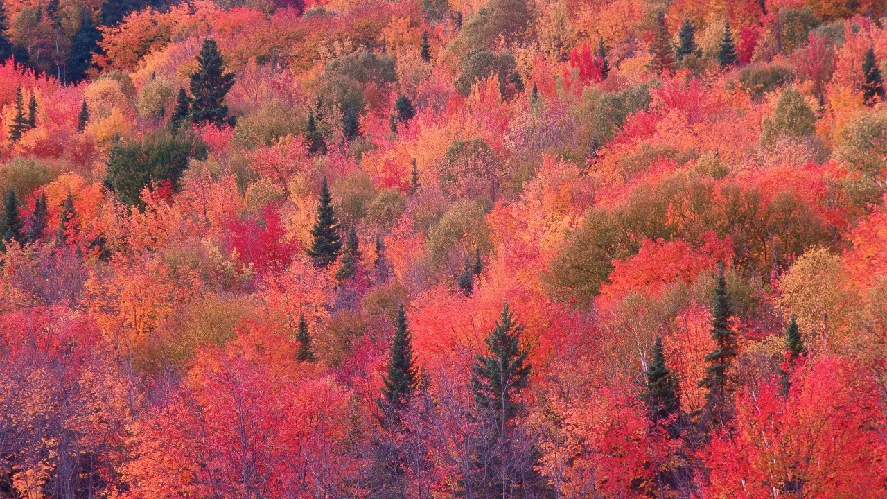 OS X Mountain Lion, Autumn Forest, Trees, Foliage, Mac OS X, Stock, 5K, Aerial view