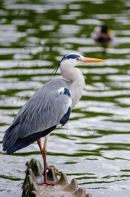 Free Gray Heron Bird photo and picture