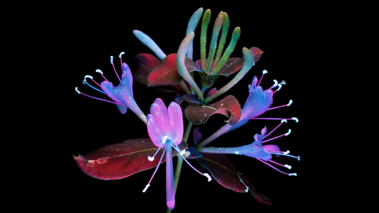 macOS Mojave, Honeysuckle, Floral designs, Black background, 5K, AMOLED, Glowing