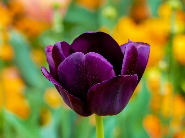 Free Tulip Flower photo and picture